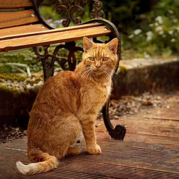 Katze schaut neugierig in die Kamera