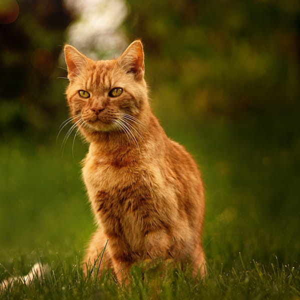Katze läuft stolz im Schnee