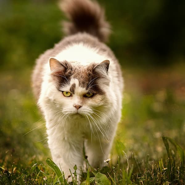 Katze läuft stolz im Schnee