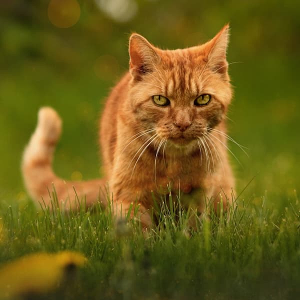 Katze läuft stolz im Schnee