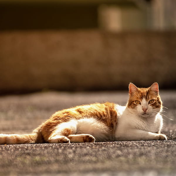 Straßenkatze liegt auf dem Boden