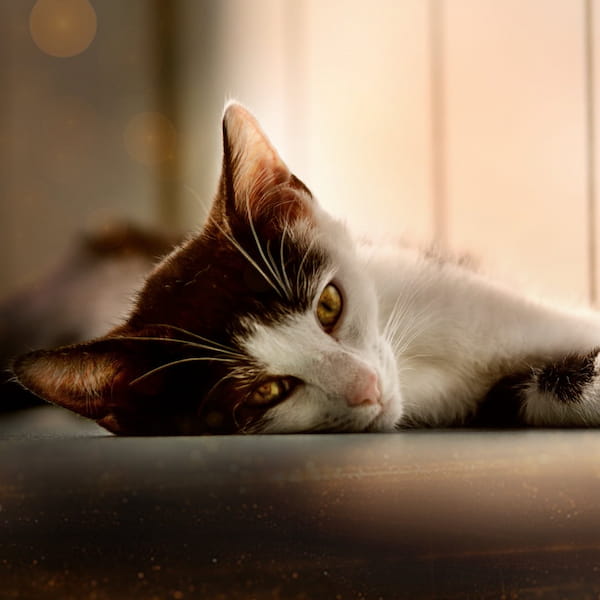 Katze läuft stolz im Schnee