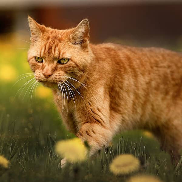Katze läuft stolz im Schnee