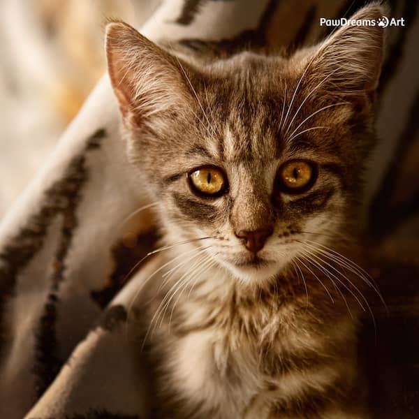 Katze läuft stolz im Schnee