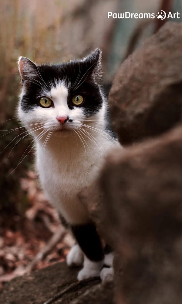 Katze schaut hinter einem Stein hervor