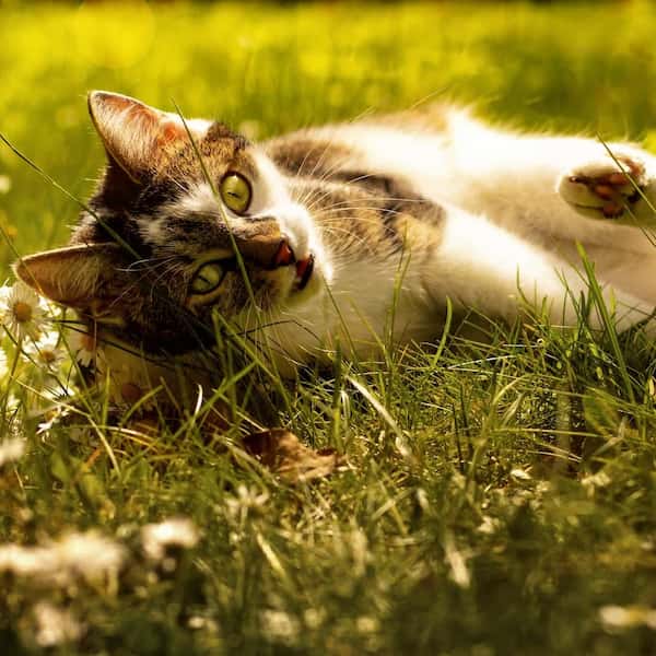 Junge Katze liegt im Gras