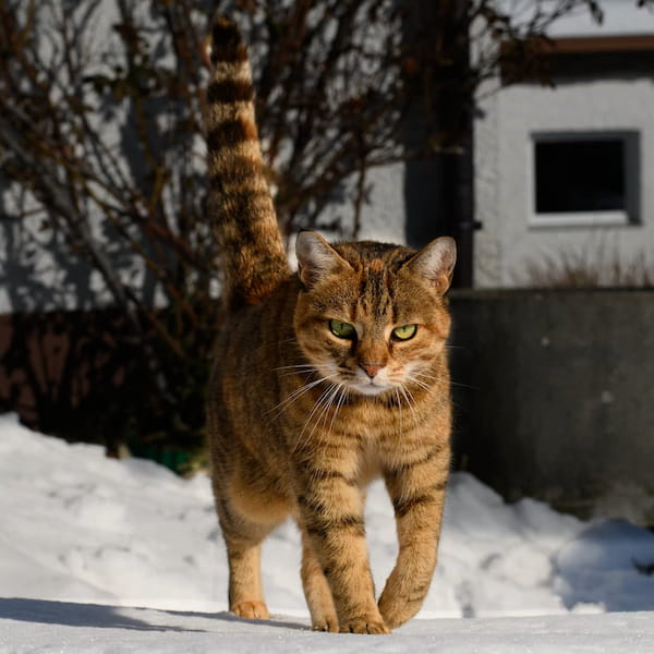 Katze läuft stolz im Schnee