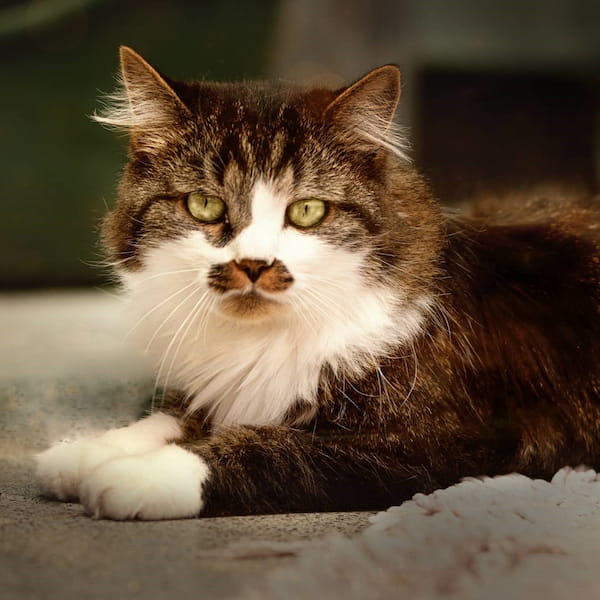 Straßenkatze liegt auf dem Boden