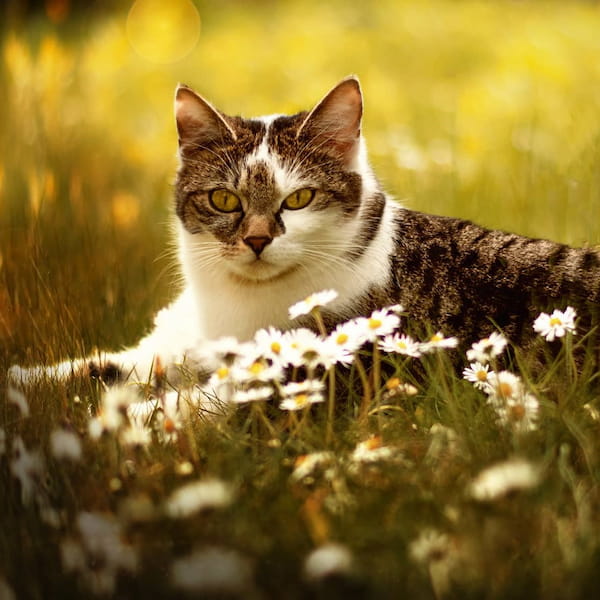 Katze schaut hinter einem Stein hervor