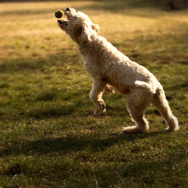 Junge Katze liegt im Gras