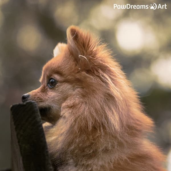 Katze schaut neugierig in die Kamera