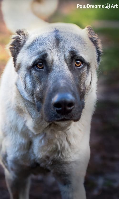 Katze läuft stolz im Schnee