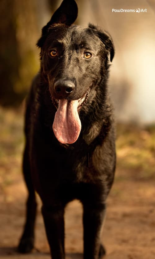 Straßenkatze liegt auf dem Boden