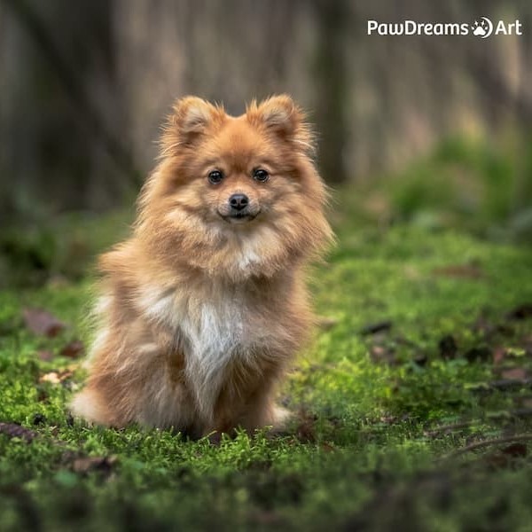 Katze schaut hinter einem Stein hervor