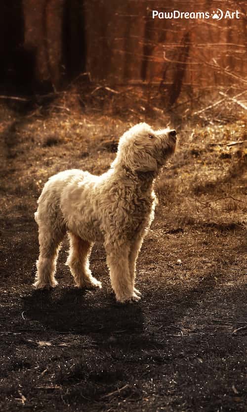 Junge Katze liegt im Gras