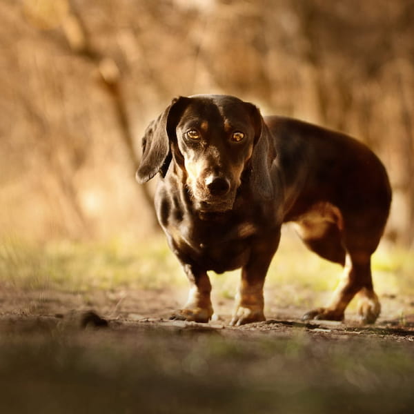 Katze läuft stolz im Schnee
