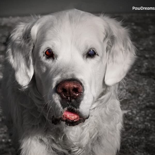 Straßenkatze liegt auf dem Boden