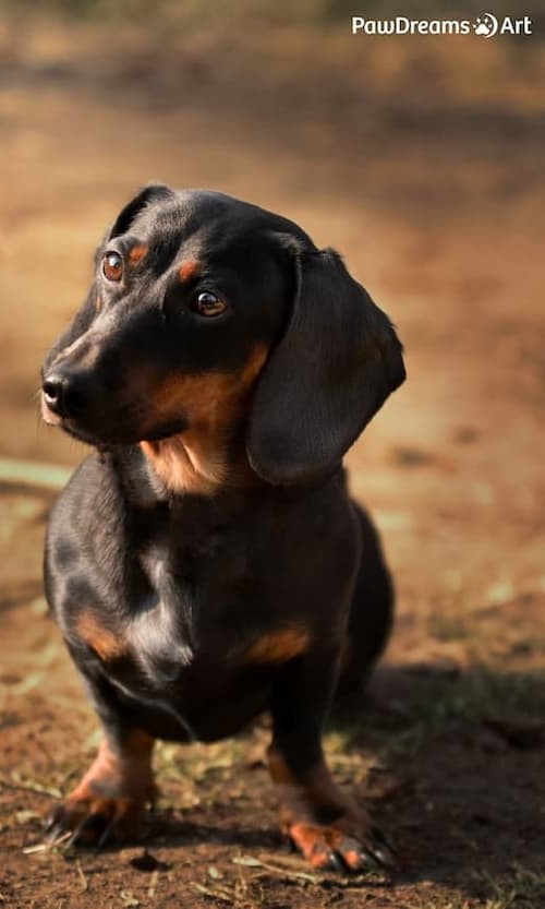 Britische Kurzhaar liegt im Gras