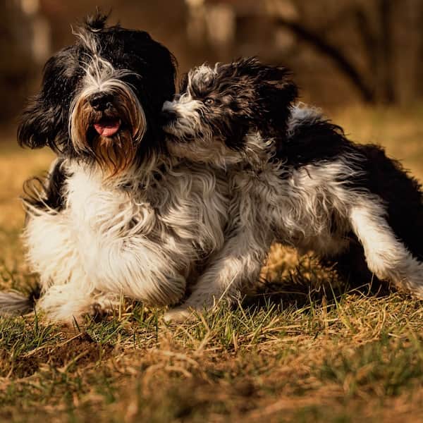 Junge Katze liegt im Gras