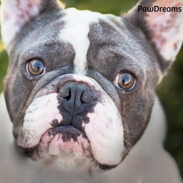 Katze schaut neugierig in die Kamera