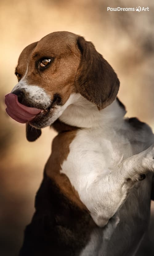 Katze schaut hinter einem Stein hervor