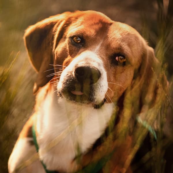 Junge Katze liegt im Gras