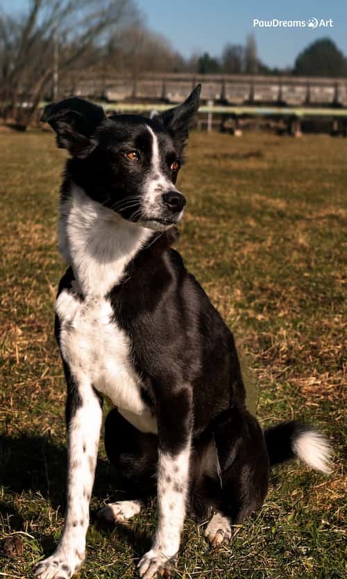 Katze schaut neugierig in die Kamera