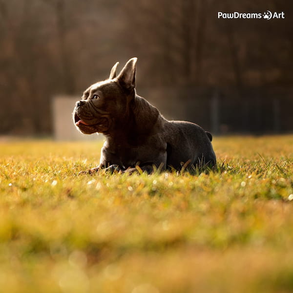 Straßenkatze liegt auf dem Boden
