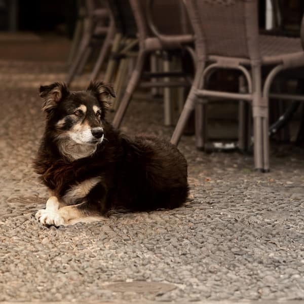 Katze schaut hinter einem Stein hervor